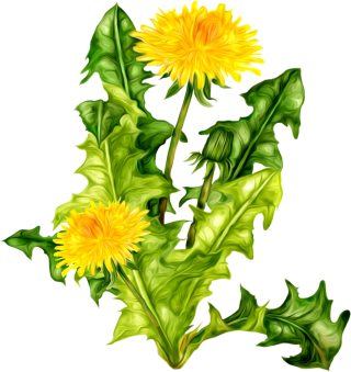dandelion