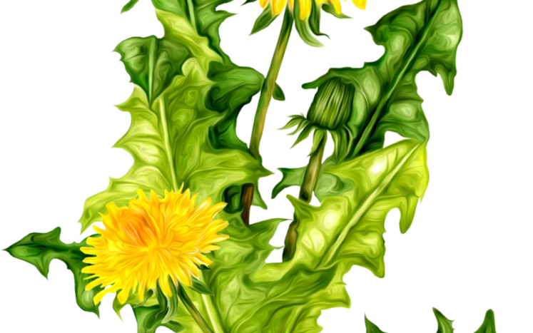dandelion