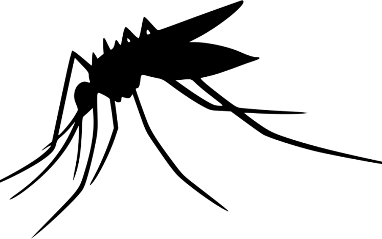 mosquito